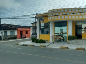 [Vídeo] Jumento tenta entrar na Câmara de Vereadores de Matriz de Camaragibe
