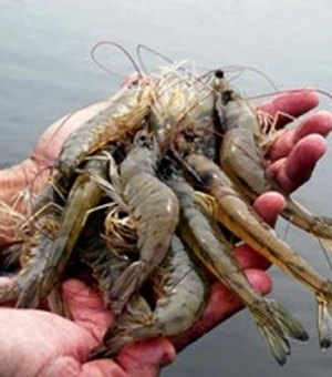 Por causa do óleo, pesca de camarão e lagosta será proibida a partir de 1º de novembro em estados do Nordeste
