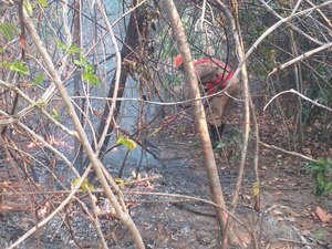 Incêndio na Chapada dos Veadeiros é extinto após cerca de duas semanas