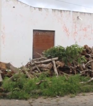 Moradores estão assustados com invasão de escorpiões nas residências em Arapiraca