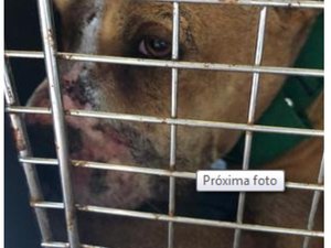 Doria sanciona lei que incentiva adoção de animais em São Paulo