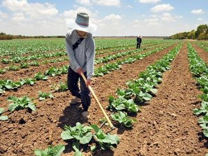 Produção agrícola brasileira cresceu 8,2% em 2015, segundo Conab