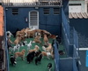 Mulher olha pela janela e encontra 'paraíso' com vários cachorros no vizinho