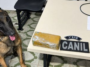 Polícia apreende 535 gramas de maconha em residência abandonada em Arapiraca