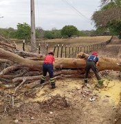 Fortes chuvas provocam queda de árvore no meio da estrada na zona rural de Palmeira