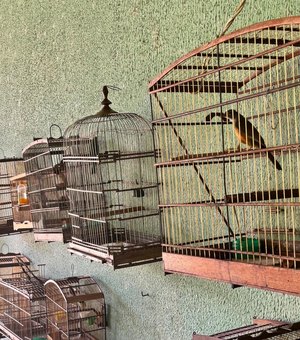 Fiscalizações ambientais da PM resultam na apreensão de 25 aves silvestres em Boca da Mata e Igaci