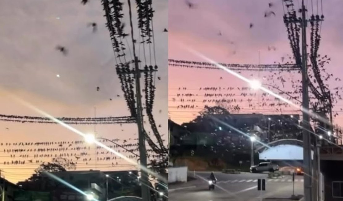 Jovem filma entardecer com céu tomado por andorinhas no Acre