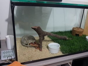 Casa de estudante de veterinária picado por naja é alvo de busca da polícia