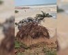 Coqueiro desaba na Praia de Jacarecica após chuvas e avanço do mar em Maceió