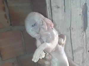 [Vídeo] Porco nasce com tromba e orelhas de elefante em Porto Calvo