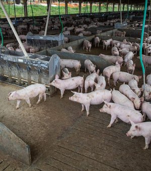 Brasil abate 13,04 milhões de cabeças de suínos no segundo trimestre