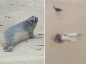 Mistério cerca morte de 'Leôncio': elefante-marinho é encontrado partido ao meio no litoral sul de AL