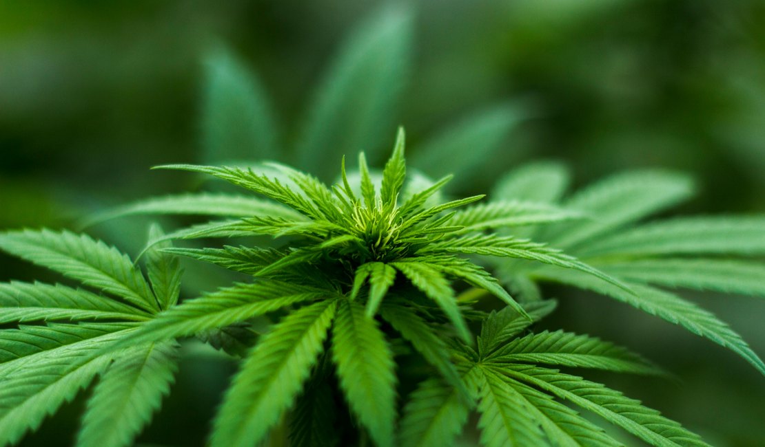 Decisão do STF sobre porte de maconha demanda novos procedimentos