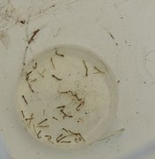 Casos de dengue caem nas quatro primeiras semanas epidemiológicas de 2026