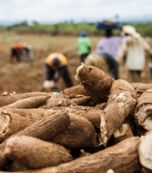 Alagoas atingiu recorde no valor da produção agrícola em 2020, aponta pesquisa