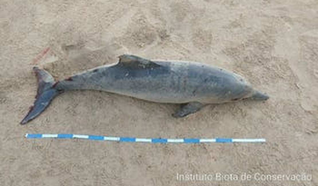 Dois golfinhos são encontrados mortos em praia de Alagoas