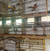 Cetas recebe aves em situação de maus-tratos após apreensão em aeroporto de Maceió