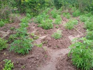 Cerca de mil pés de maconha são descobertos em propriedade rural no Sertão de Alagoas