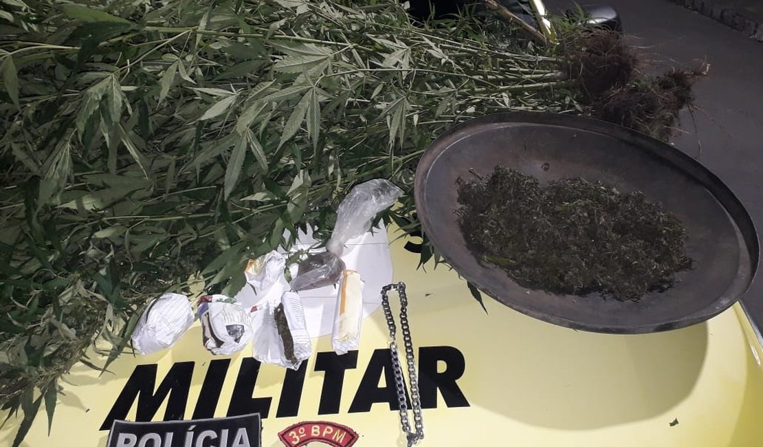 Polícia prende homem suspeito de plantar e vender maconha, em Junqueiro