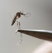 Mais um vírus transmitido pelo Aedes aegypti pode se espalhar pelo Brasil