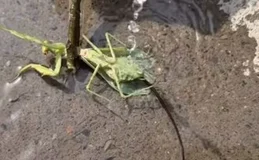 Imagens mostram verme 'manipulador' saindo do corpo de louva-deus