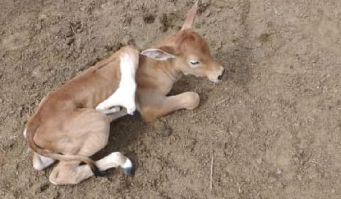 Bezerro nasce com cinco patas em fazenda no interior de Alagoas