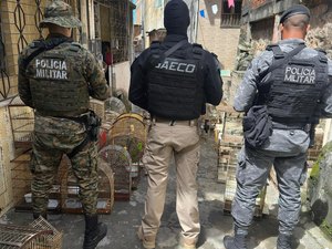 MPs de AL e BA desarticulam e denunciam organização que comandava maior tráfico de aves do país