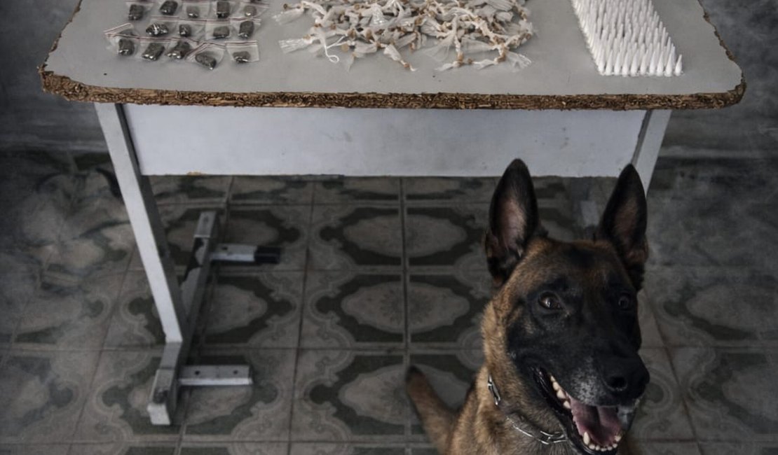 Mais de 500 porções de drogas são encontradas escondidas em terreno baldio em Arapiraca