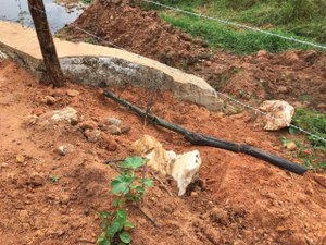Após abandonar obra, Prefeitura de Arapiraca deixa fazendas com cercas danificadas, denuncia pecuarista