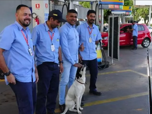 Cachorro abandonado conquista frentistas e vira gerente de posto de gasolina