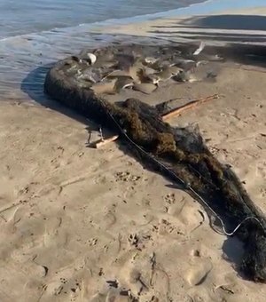 [Vídeo] Grupo de pescadores pega cardume de 30 arraias em Maragogi