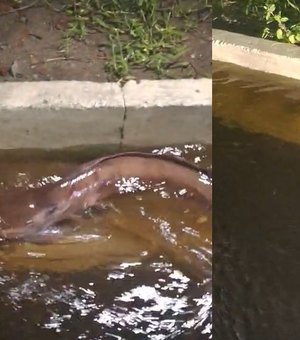 Após alagamento, peixes são vistos nadando em ruas da Praia do Francês, em Marechal