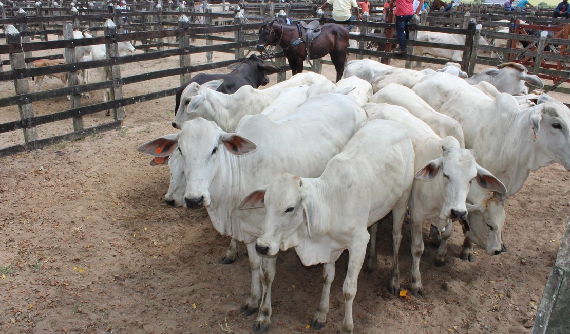 Produtores rurais de AL têm até dia 15 de dezembro para atualizar cadastro de rebanhos