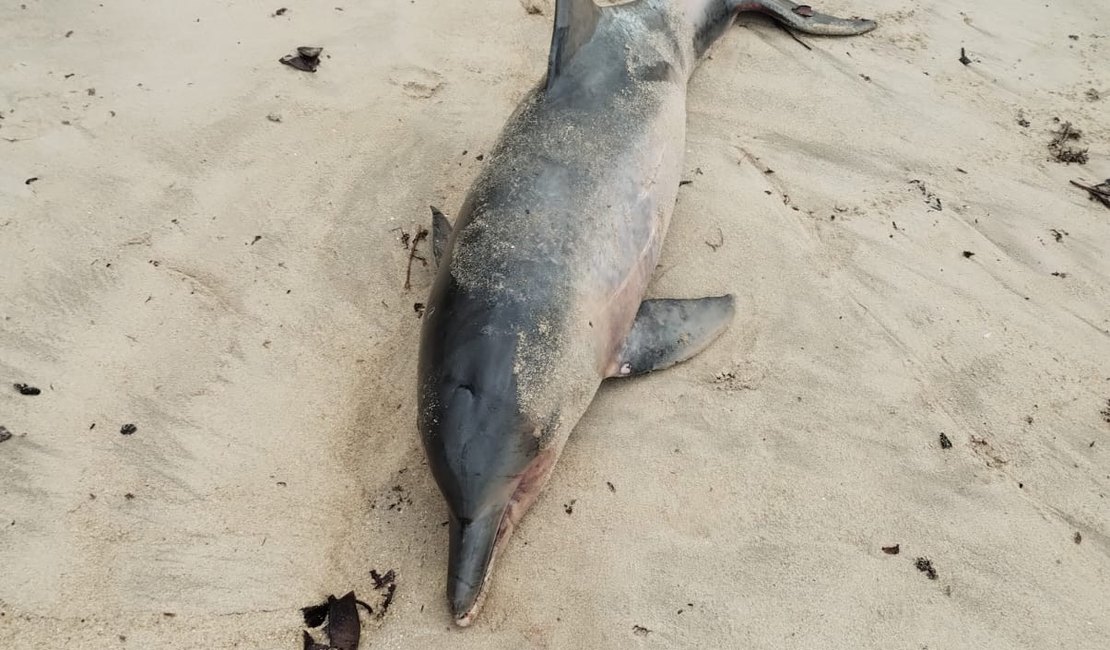 Maragogi: golfinho é achado morto na areia da Praia de Peroba