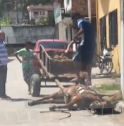 [Vídeo] Maus tratos a cavalo é flagrado no Bom Parto