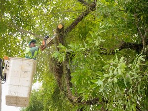 Poda de árvores no canteiro da Av. Dom Antônio Brandão será iniciada neste sábado