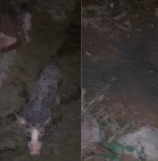 Moradores denunciam mau cheiro de pocilga e cobram providências em Coité
