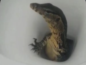 Turista encontra lagarto saindo de vaso sanitário em hotel na Tailândia