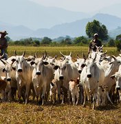 Rebanho bovino cai 3%, mas produção de leite movimenta R$ 1,3 bilhão em Alagoas