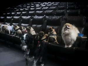 Cinema do Arapiraca Garden Shopping cria sessões petfriendly para humanos e seus pet neste sábado (15)
