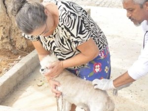 Campanha de Vacinação Antirrábica começa neste sábado (27) em Palmeira