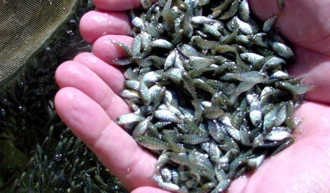 Governo do Estado distribui mais de 110 mil alevinos em 12 municípios alagoanos