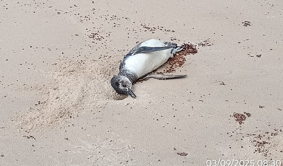 [Vídeo] Sexto pinguim é encontrado encalhado no litoral alagoano