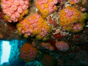MPF confirma presença do Coral-Sol em litoral alagoano