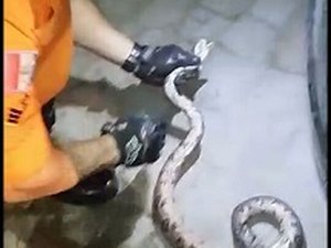 Cobra presa embaixo de carro é resgatada no Centro de União dos Palmares