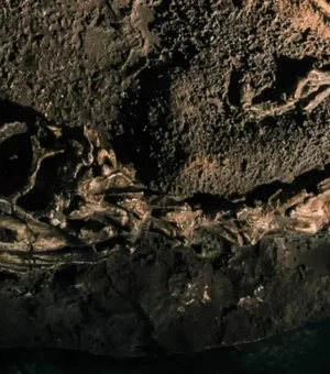 Fóssil descoberto no Brasil lança luz sobre origem dos dinossauros