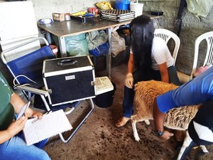 Ovinocaprinocultura ganha incentivo da prefeitura de Arapiraca com estudos e assistência técnica