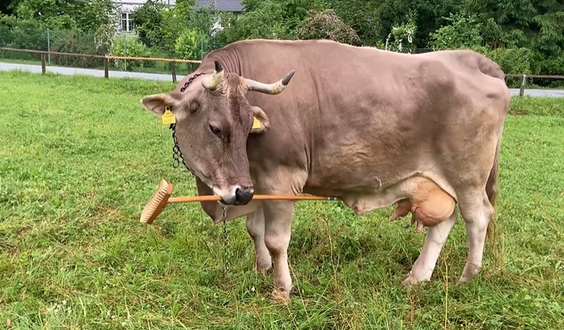Vaca de estimação intriga cientistas ao se coçar com vassoura sem ajuda