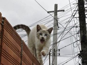 Mulher é presa por ‘gato’ em energia durante operação policial em Arapiraca