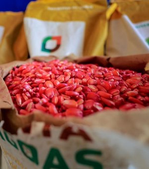 Planta Alagoas distribui 400 toneladas de sementes de milho em 2025